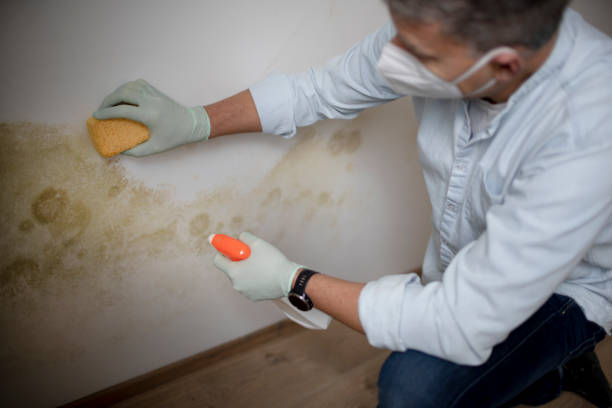 Best Health and Safety Mold Remediation in Loxley, AL
