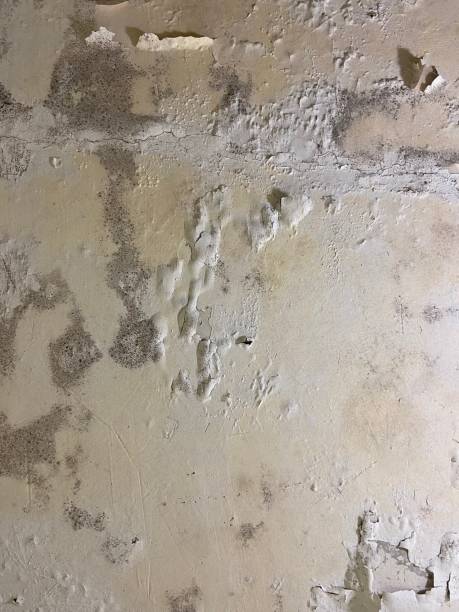Best Bathroom Mold Remediation in Loxley, AL