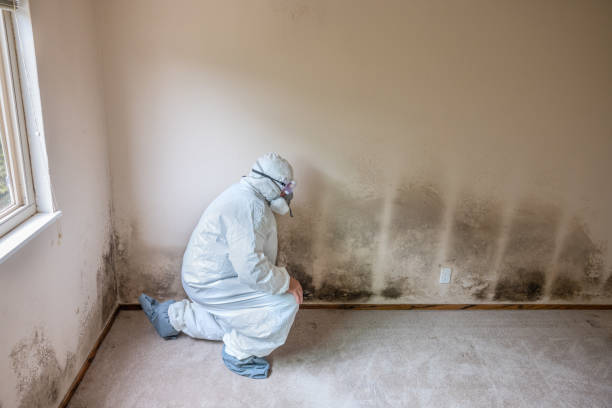 Best Attic Mold Remediation in Loxley, AL