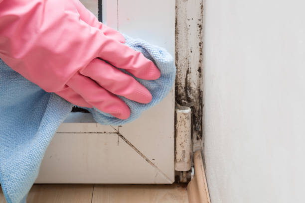 Best Basement Mold Remediation in Loxley, AL