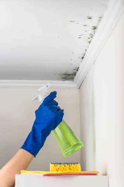 Best Kitchen Mold Remediation in Loxley, AL