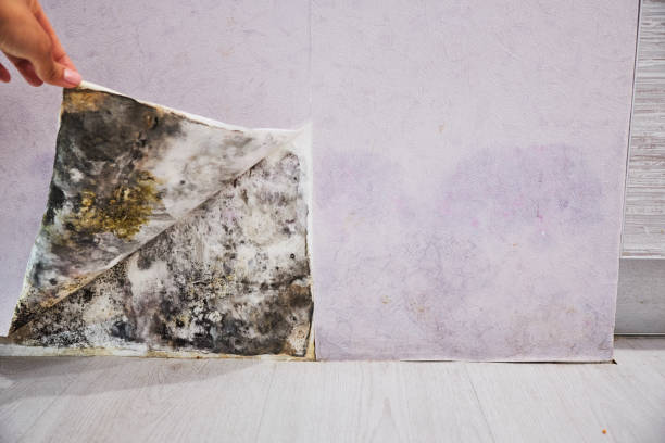 Best Mold Remediation for Specific Building Types in Loxley, AL